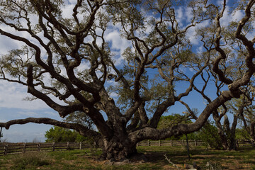 100 year tree in rock port In Texas