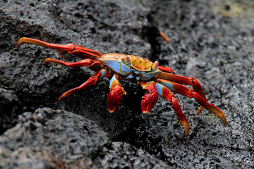 Sally Lightfoot Crab or Red Rock Crab on Rocks of Galapagos Island
