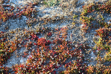 vegetation on sand dunes in morning sunlight