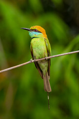 Green Bee-eater perching on a perch