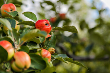 harvest: red apples on a tree in the garden. the products are ready for export. import of seasonal goods.