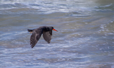 African black oystercatcher in flight over the ocean