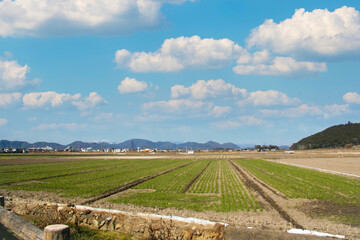 滋賀・湖東の田園風景