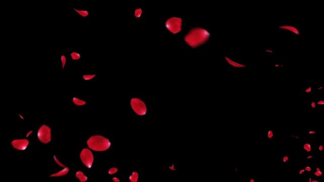 Red Rose Explosion with alpha channel. Easy to use place on footage or background.