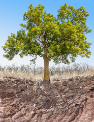 Arbre avec racines à nu
