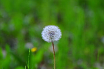 タンポポの綿毛  Dandelion fluff