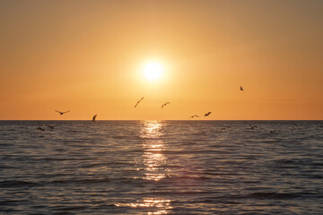 Fototapeta na wymiar Seagulls flying above the sea, bright sun water and horizon at sunset