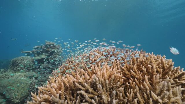 Vibrant Coral Reef and Tropical Reef Fish Dancing in Coral on the Great Barrier Reef