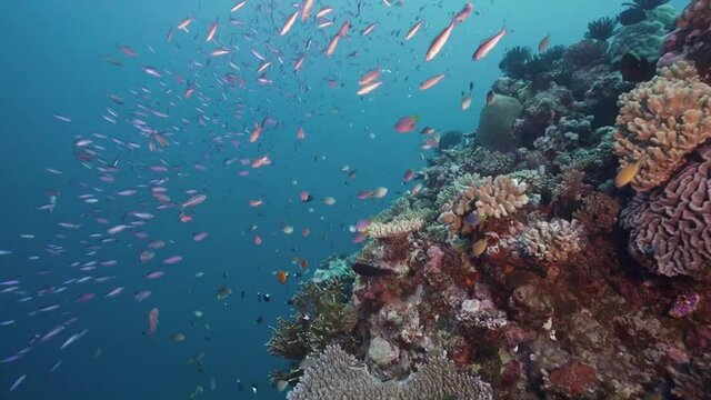 Vibrant Coral Reef and Tropical Reef Fish Dancing in Coral on the Great Barrier Reef