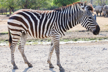 Fototapeta na wymiar The Zebra walking and stay in garden