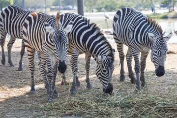 Fototapeta na wymiar Group Zebra is eatting dry grass and stay in garden