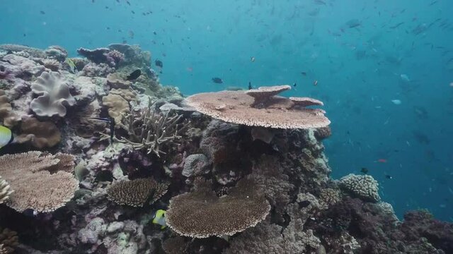 Vibrant Coral Reef, Hard Corals and Tropical Fish (Great Barrier Reef)