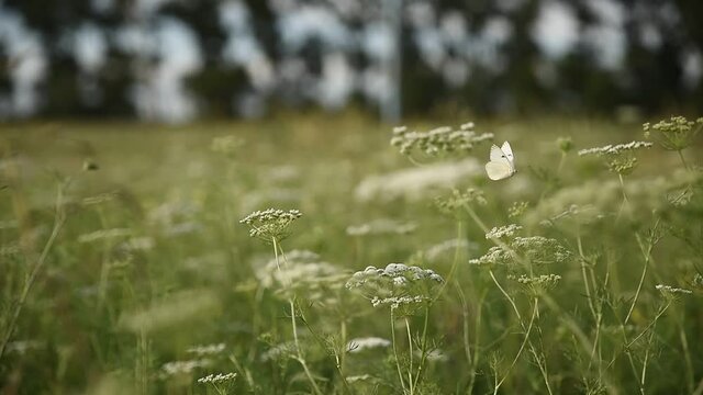 Mariposas sobre bellas plantas