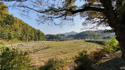 시골 농촌 거리(Country Rural)
논 밭
