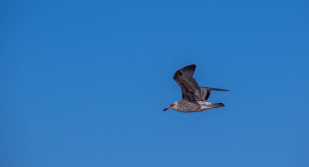 Sub-adult kelp gull in flight