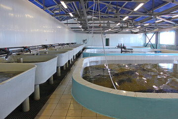 Incubators for artificial breeding of sturgeon at the fish hatchery. Khabarovsk Krai, far East,...