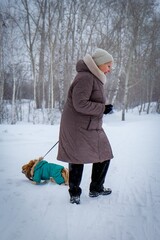 Portrait of an elderly woman with a dog. Woman with pekingese dog walking on the snowy field.