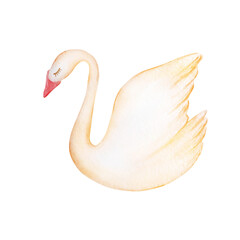 Watercolor gentle white swan © SvetaArt