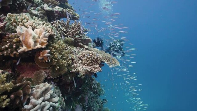 Female Scuba Diver Swimming past Vibrant Coral Reef and Fish (Great Barrier Reef)