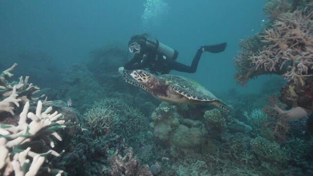 Female Scuba Diver and Turtle on Coral Reef (Great Barrier Reef) 2