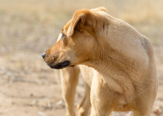 a dog named Jack in nature in a place with the owner came to rest and was photographed