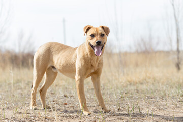 a dog named Jack in nature in a place with the owner came to rest and was photographed