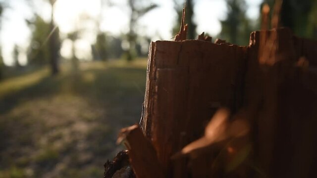 &Aacute;rbol talado con hermoso atardecer  