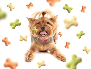 Cute funny dog and flying tasty food on white background