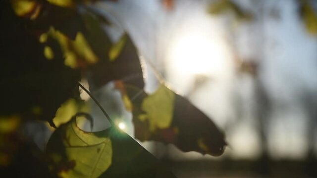VIENTO MUEVE LAS HOJAS VERDES