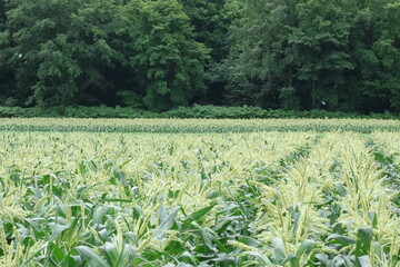 北海道の畑の１年