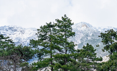 Evergreen old pine trees contrast with snow-capped white mountains in the clouds