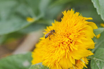 bee on flower