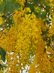 Cassia fistula, Golden Shower Tree yellow flower blooming beautiful bouquet in garden blurred of nature background