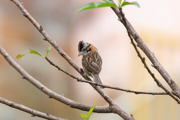 sparrow on a branch
