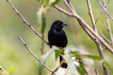 blackbird on a branch