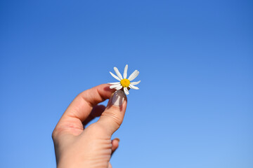 a woman's hand holds a daisy flower against a blue sky