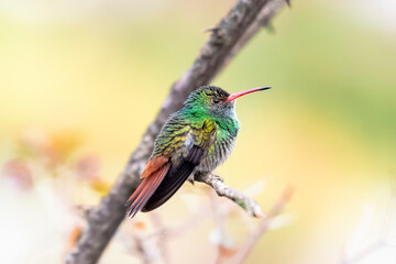 hummingbird on branch