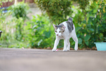 Asian house cat with scar on the ear
