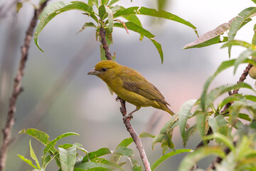 birds of Colombia