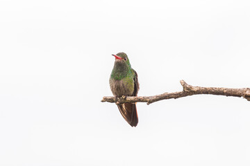 birds of Colombia