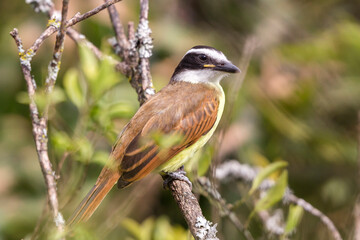 birds of Colombia