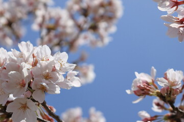 満開の桜