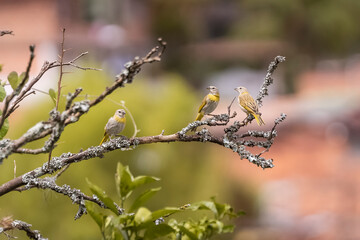 birds of Colombia