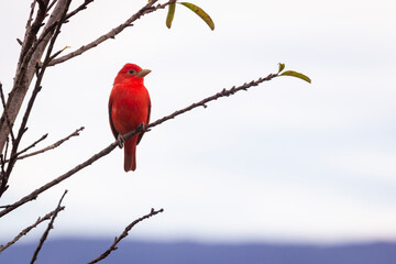 birds of Colombia