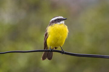 birds of Colombia