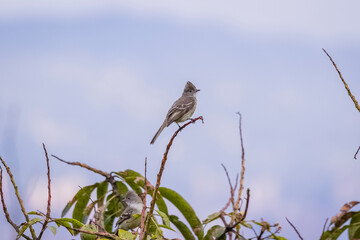birds of Colombia