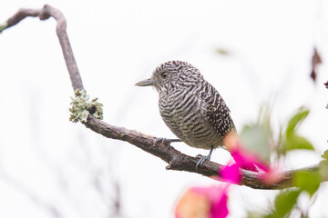 birds of Colombia
