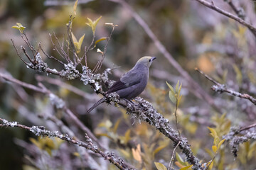 birds of Colombia