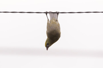 bird hanging upside down
