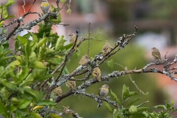 birds of Colombia